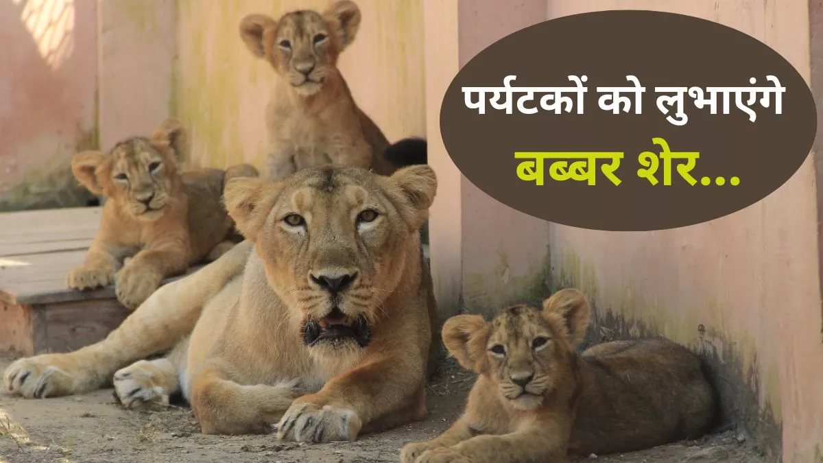 Etawah Safari Park: अब पर्यटक आसानी से कर सकेंगे इन बब्बर शेरों का दीदार, लायन सफारी के लिए मैदान में उतारने का फैसला