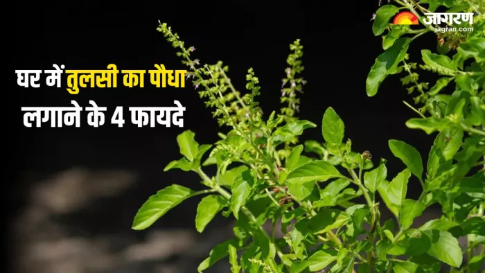 घर में तुलसी का पौधा रखने से मिलते हैं ये लाजवाब फायदे