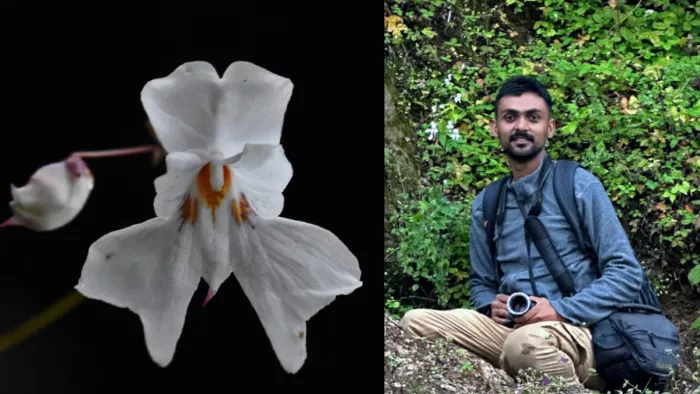179 साल बाद चांसल में मिली तियूर की विलुप्त प्रजाति।