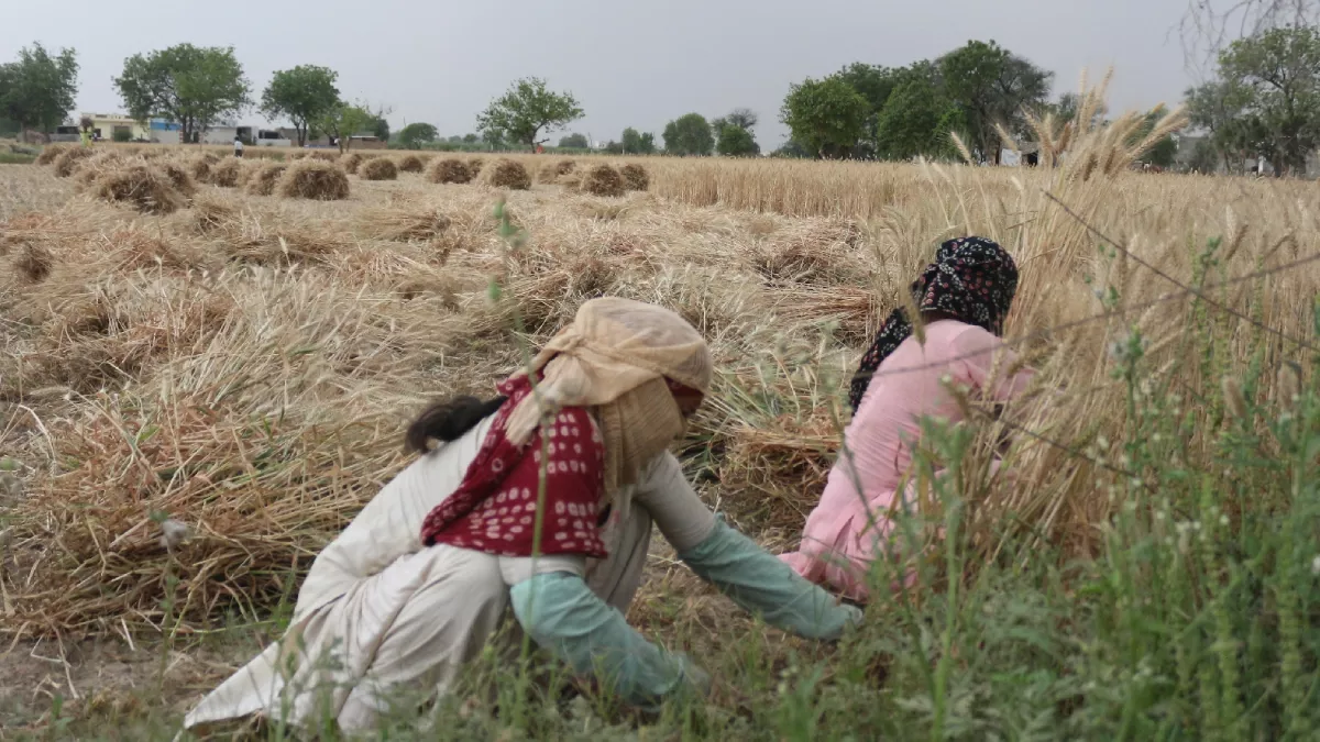 Haryana Weather: हरियाणा के कई जिलों में बारिश का अलर्ट, किसानों की बढ़ी मुसीबतें; मौसम विभाग ने की ये भविष्यवाणी