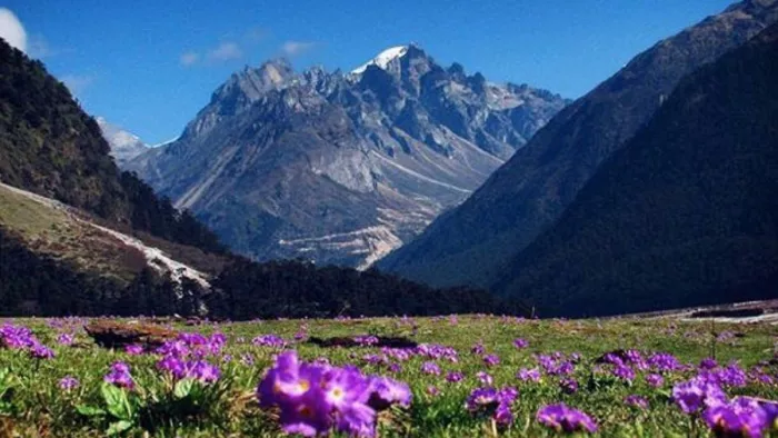 Sikkim Travel: सिक्किम की बेहद खूबसूरत जगह युमथांग वैली