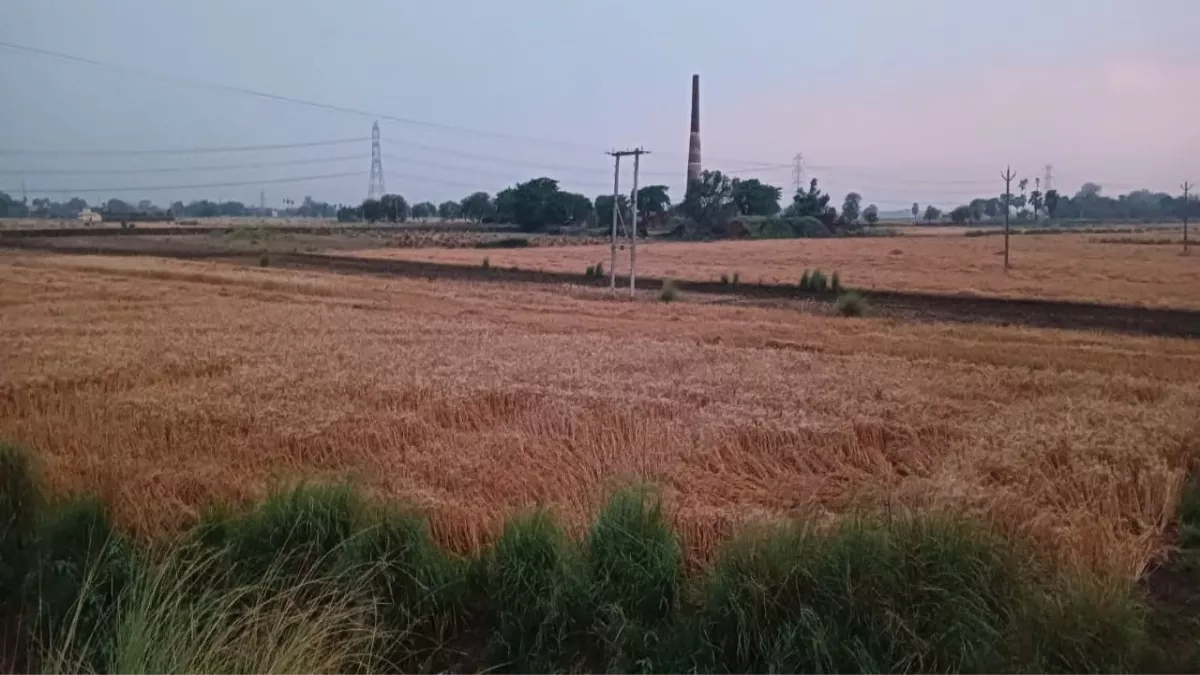 Ara News: आरा में कुदरत का कहर, ओलावृष्टि और आंधी से फसलें तबाह; हफ्ते में दूसरी बार किसान हुए परेशान