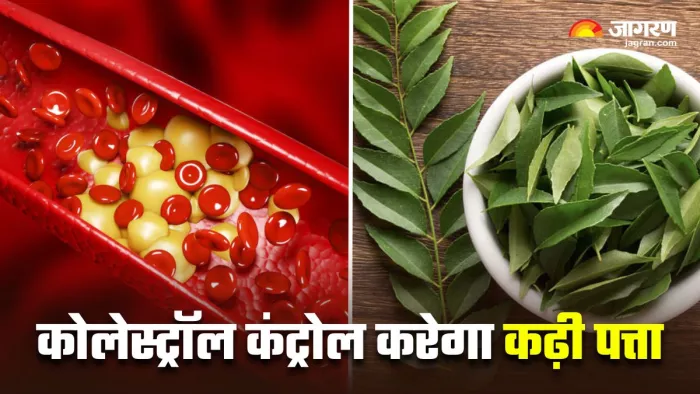 कोलेस्ट्रॉल कंट्रोल का घरेलू उपाय है कढ़ी पत्ता, जानें कैसे करना है इस्तेमाल (Image Source: Freepik)