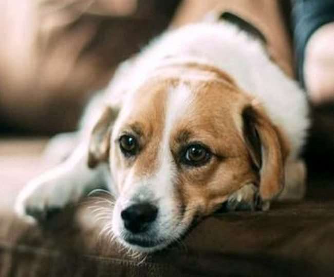 Coronavirus In Pet Animal: कुत्तों को भी होता है कोरोना, जानिए- क्या हैं लक्षण और कैसे करें बचाव - Coronavirus In Animals and know how to protect pet from coronavirus when show Coronavirus In Pet Animal: कुत्तों को भी होता है कोरोना, जानिए- क्या हैं लक्षण और कैसे करें बचाव - Coronavirus In Animals and know how to protect pet from coronavirus when show