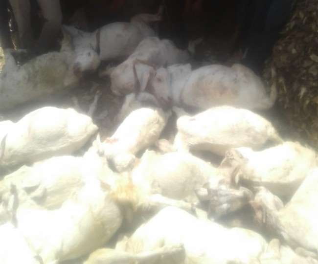 गिरिपार के कोटापाब में तेंदुए ने बकरियों को बनाया शिकार। जागरण