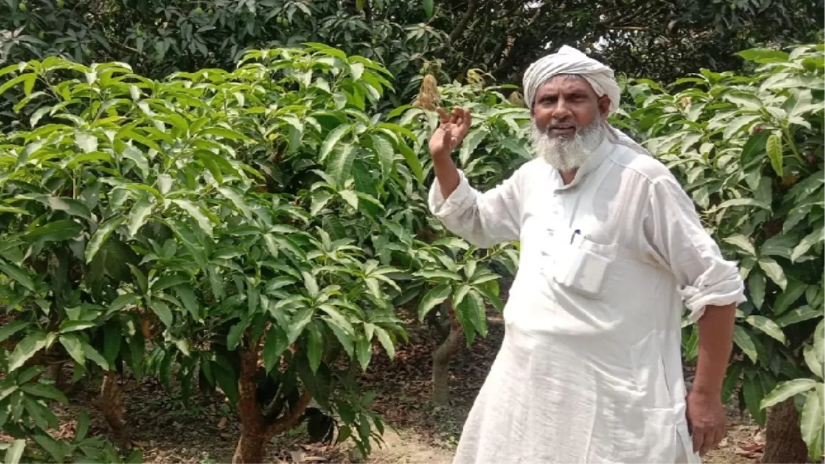 अब एक ही पौधे से लिजिए दो से आठ तरह के आम का स्वाद, मोतिहारी के एनामुल की नर्सरी देश भर में मशहूर