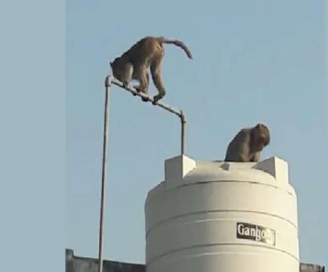 चांदनी चौक के मालीवाड़ा में घर की छत पर रखी पानी की टंकी में डुबकी लगाते बंदर। फाइल फोटो।