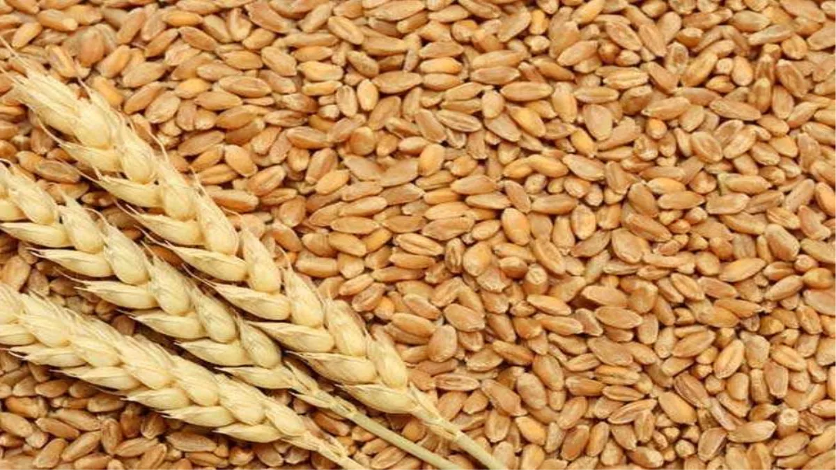 Govt Bans Wheat Exports: भारत सरकार के इस फैसले से शुरू हुई कूटनीति, जानें- क्‍या है इसका रूस यूक्रेन जंग फैक्‍टर