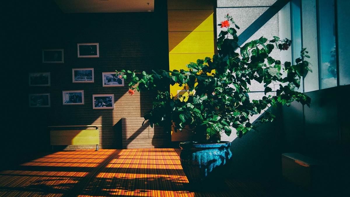 10 Best Indoor plants Cover Image Source: Jagran