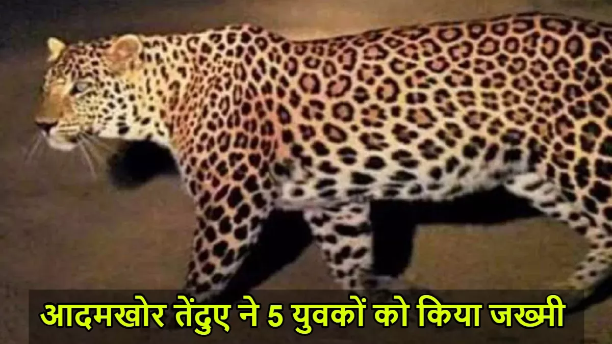 Balrampur: शौचालय के गड्ढे में छिपा था आदमखोर तेंदुआ, पकड़ने के प्रयास में 5 युवक घायल; गांवों में फैली दहशत