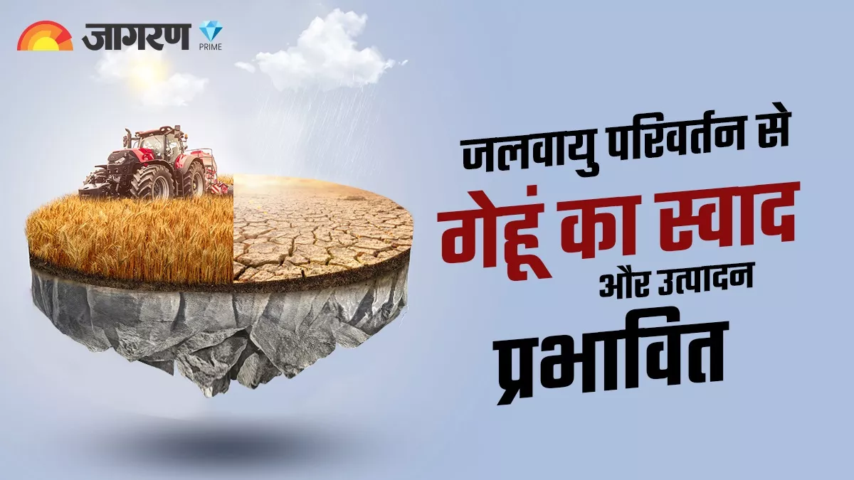 फरवरी में बढ़ती गर्मी घटा रही गेहूं की पैदावार, 2050 तक 23% तक घट सकता है उत्पादन, पहले बुवाई है समाधान