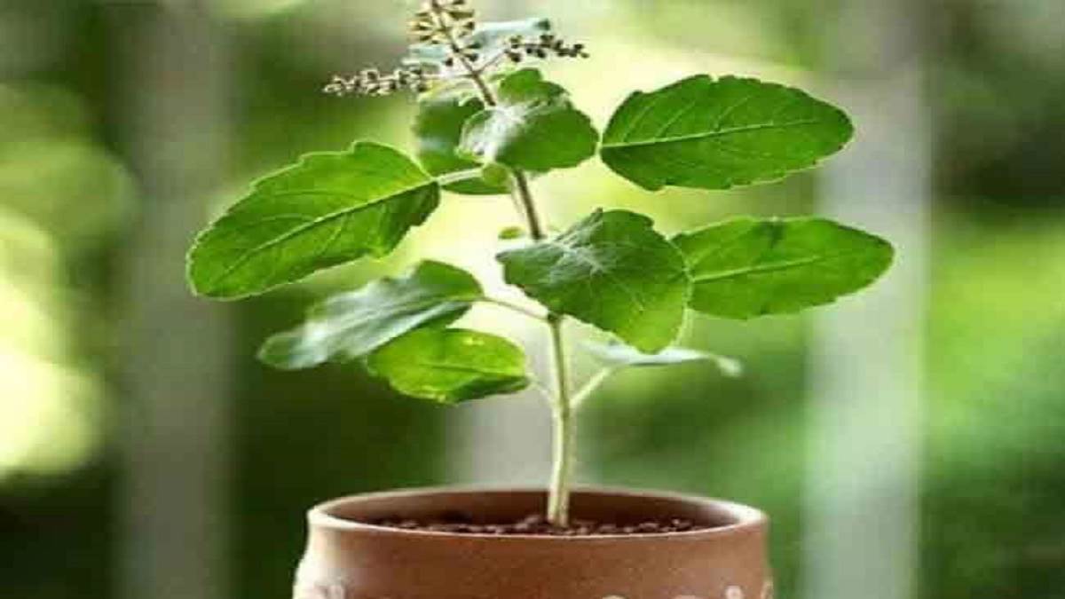 https://www.jagranimages.com/images/newimg/15052023/15_05_2023-tulsi_ke_niyam_23412831.jpg