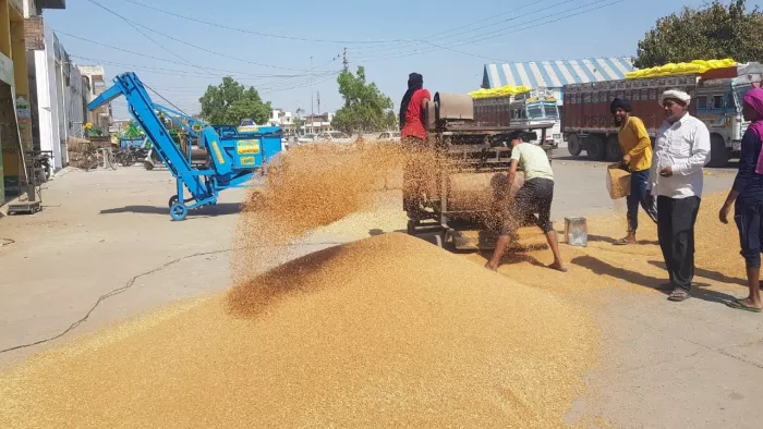 Haryana News: टारगेट से 10 लाख टन कम रह गई गेहूं की खरीद, आज अंतिम दिन। फाइल फोटो