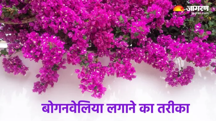 Gardening Tips: बोगनवेलिया लगाते वक्त इन बातों का रखें खास ध्यान