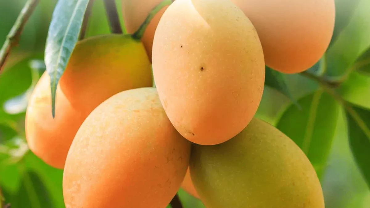 Mango Farming In Supaul: 35 हेक्टेयर में लगेगा आम का बगीचा, किसानों को मिलेगा 50 प्रतिशत अनुदान
