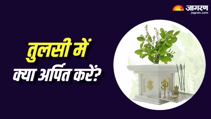 Tulsi Ke Niyam in hindi तुलसी में क्या अर्पित करना चाहिए?
