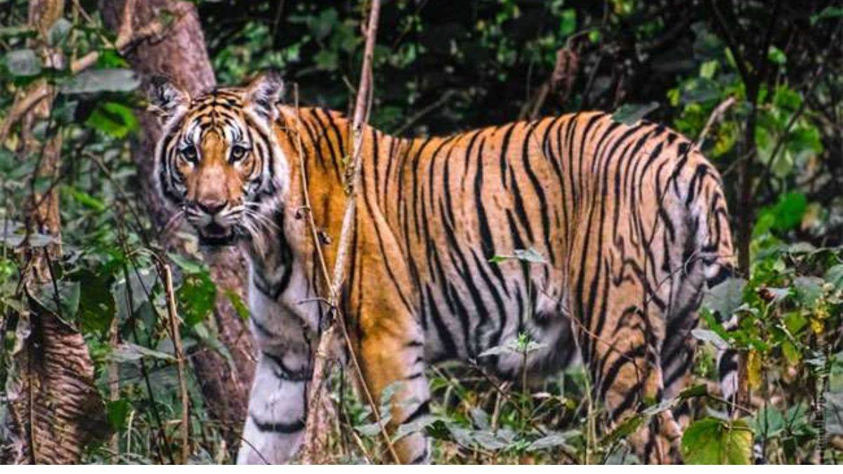 tourists will not be able to do jungle safari in valmikinagar tiger reserve for 4 months from june15