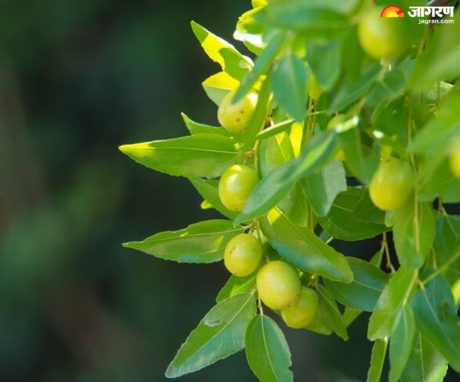 Vastu Tips: इस दिशा में लगाएं आंवले का पेड़, घर में होगा मां लक्ष्मी का ...