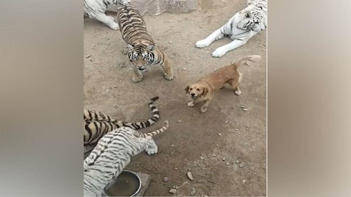 एक कुत्ता 6-7 बड़े बाघों के बीच टहलता हुआ नजर आ रहा है। (फोटो-एएनआइ)