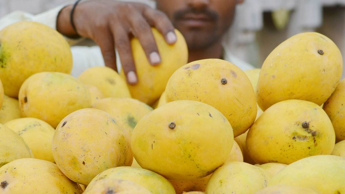 हीट वेव के चलते अमरूद के पौधों की पत्तियां झुलस गईं