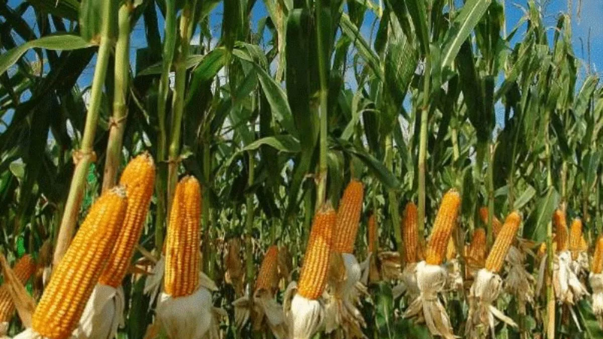 बीज चयन में बरतें सावधानी, मालामाल कर देगी मक्के की खेती; जानें किस मौसम में की जाती है बोआई - bhadohi news Be careful in seed selection maize cultivation will make you
