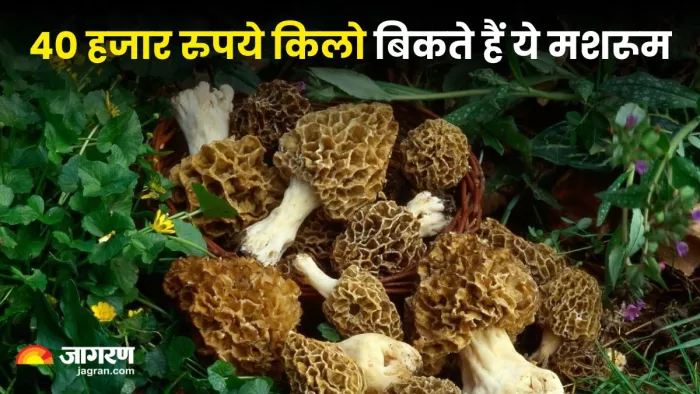कश्मीर में मिलता है दुनिया का सबसे महंगा मशरूम, कीमत जानकर उड़ जाएंगे होश! (Image Source: X)