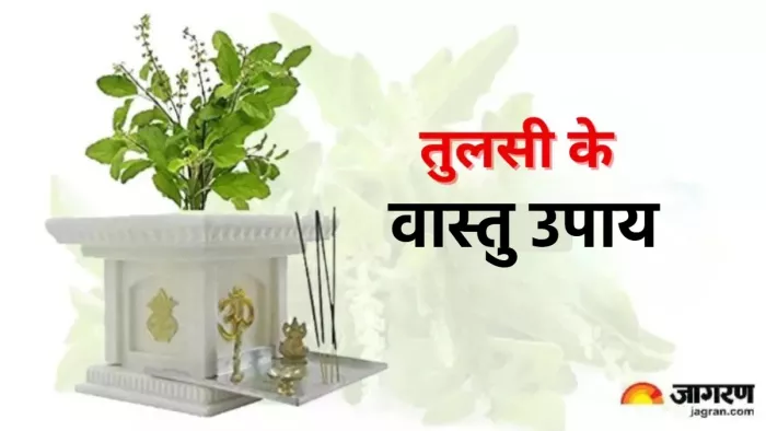 Vastu Tips For Tulsi रसोई घर में तुलसी का पौधा लगाना शुभ या अशुभ