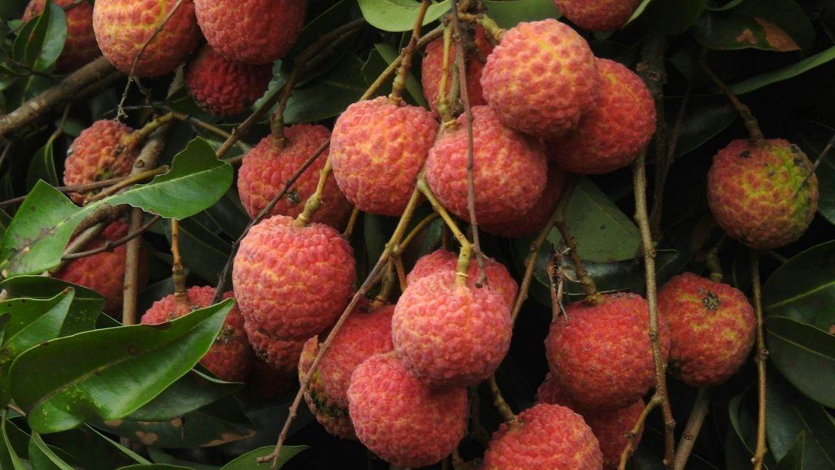 https://www.jagranimages.com/images/newimg/15062025/15_06_2025-litchi_23964960.jpg