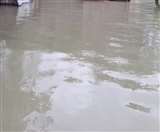 औराई में मक्के के खेत में लगा मनुषमारा नदी का काला पानी।