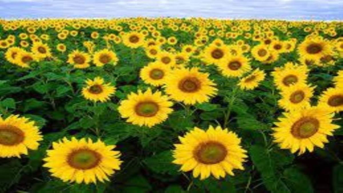 gardening of these top 10 flowers in the rainy season gardening in monsoon