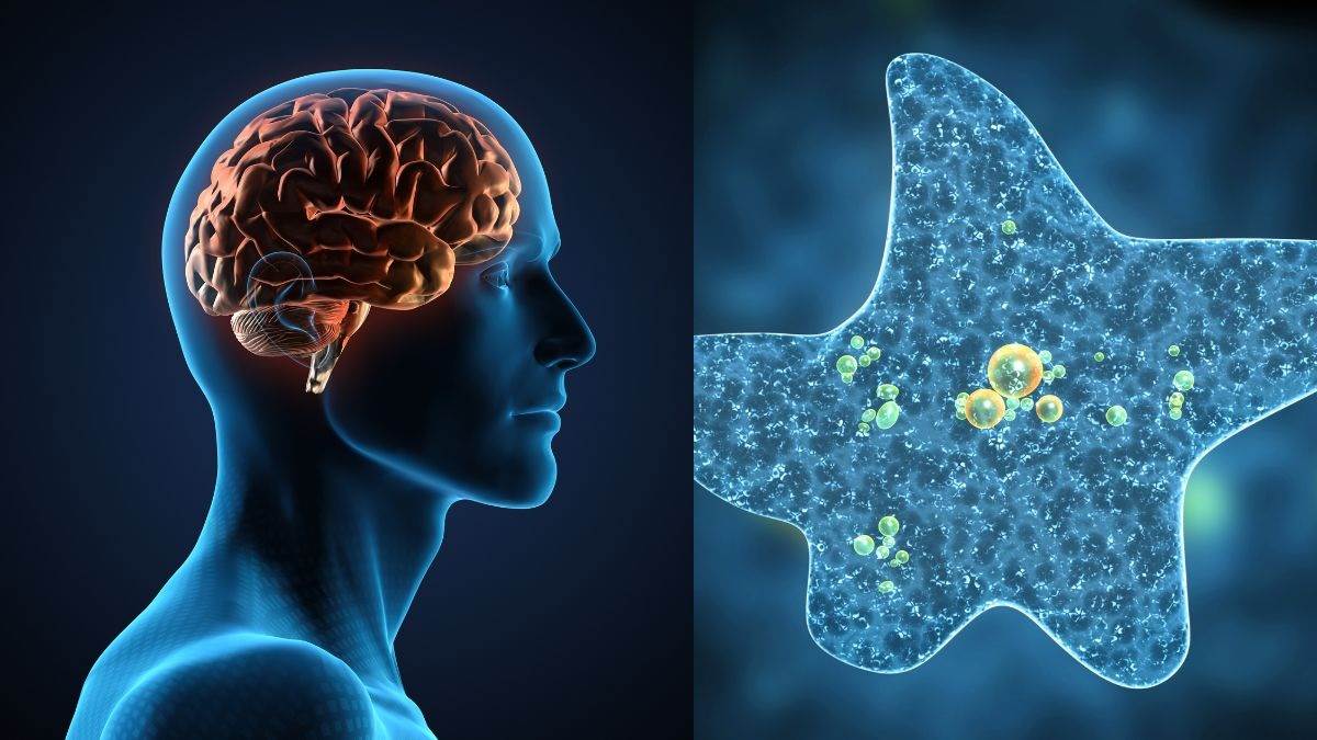 https://www.jagranimages.com/images/newimg/15072024/15_07_2024-brain_23759089.jpg