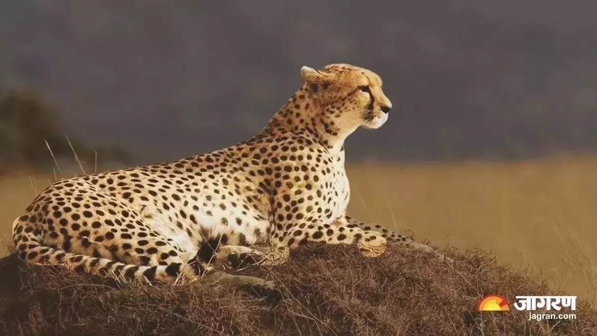 https://www.jagranimages.com/images/newimg/15072024/15_07_2024-cheetah_23759088.jpg