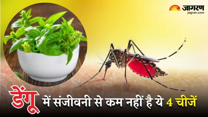 डेंगू का संक्रमण दूर करेंगे ये 4 औषधीय पत्ते (Image Source: Freepik)