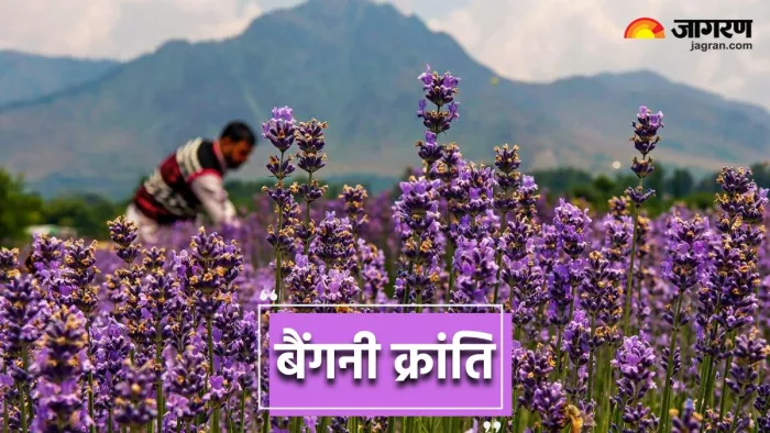 'बैंगनी क्रांति' से रोशन हो रहा है Jammu Kashmir के किसानों का भविष्य (Image Source:X)