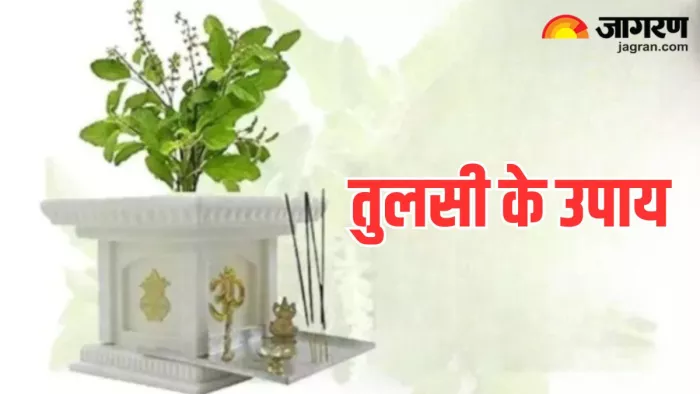 Tulsi Ke Totke: तुलसी के चमत्कारी उपाय