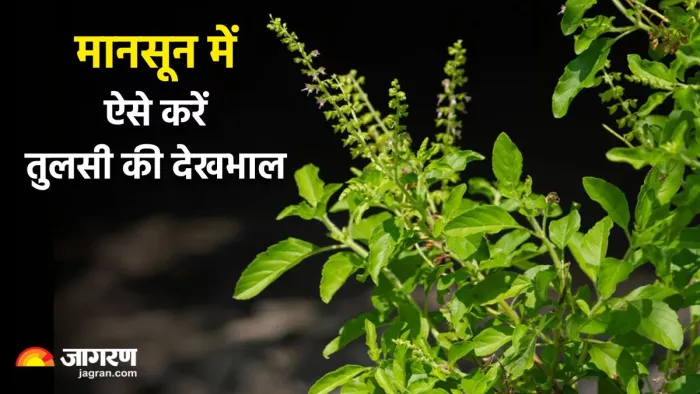 मानसून के मौसम में इस तरह करें तुलसी के पौधे की देखभाल (Image Source: X)