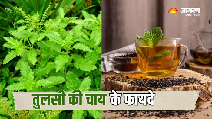 तुलसी की चाय पीने से मिलेंगे ढेरों फायदे (Picture Courtesy: Freepik)