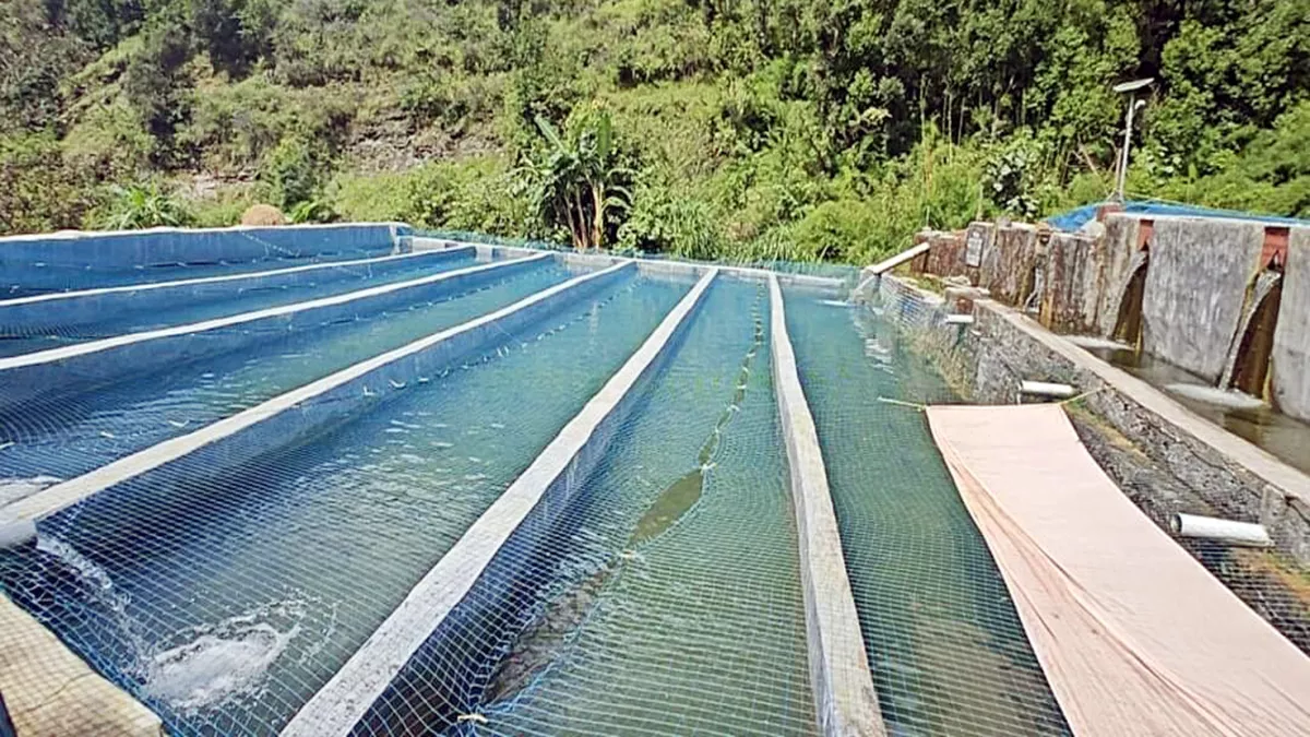 Uttarakhand News: किसानों की झोली भरेगी छत्तीसगढ़ की ब्लैक तिलापिया, तीन महीने में बाजार में होगी मछली