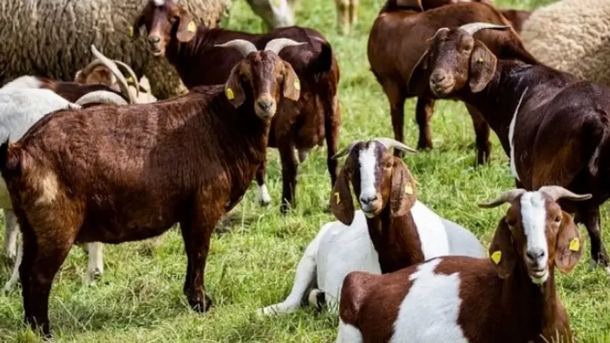 Bihar News: लंपी रोग से पशुओं का होगा बचाव, पशुपालन विभाग ने तैयार किया खास प्लान