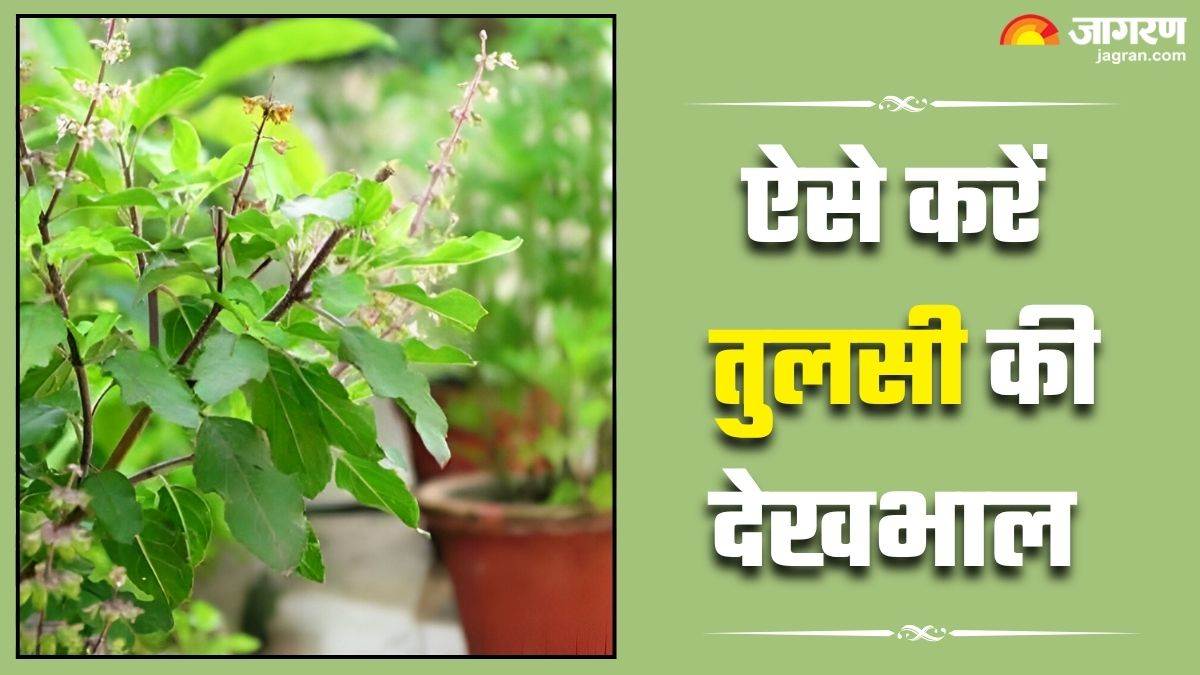 https://www.jagranimages.com/images/newimg/15072025/15_07_2025-tulsi_plant_23985036.jpg