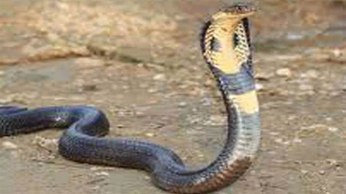 https://www.jagranimages.com/images/newimg/15082025/15_08_2025-cobra_24013702.jpg