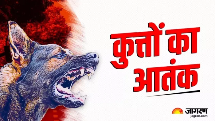 प्रतिवर्ष लाखों का हो रहा करोबार, अभियान बंध्याकरण तक ही सीमित।