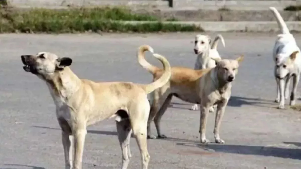 जमशेदपुर में आवारा कुत्तों का आतंक, 6 साल की बच्ची को नोचा; चेहरे पर लगे 12 टांके
