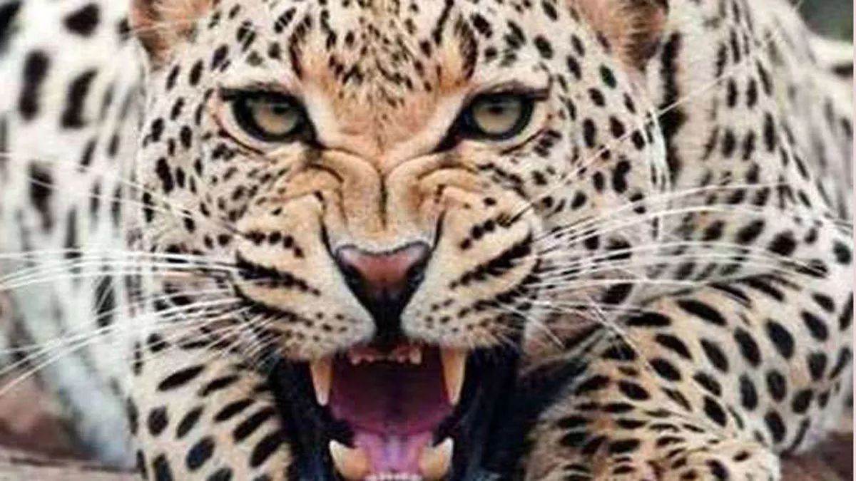 leopard encircles sdm vehicle in etawah after cub capture