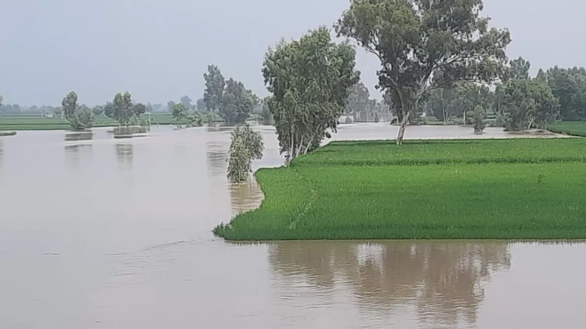 Punjab News: सतलुज का जलस्तर बढ़ने से सरहदी गांवों में चिंता, प्रशासन हाई अलर्ट; डूबी फसल