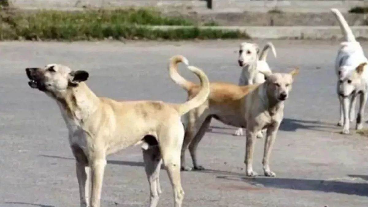 https://www.jagranimages.com/images/newimg/15082025/15_08_2025-street_dogs_24013951.jpg