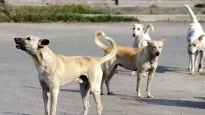 यूं ही नहीं SC ने आवारा कुत्तों का उठाया मुद्दा। (फाइल फोटो)