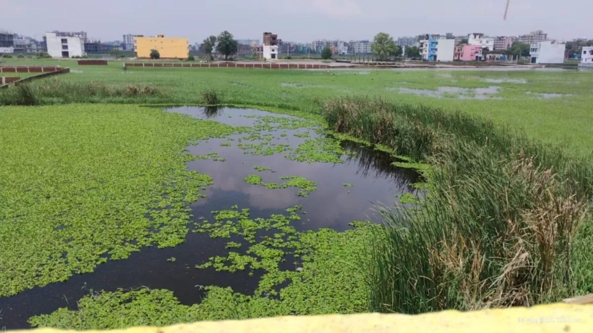 Danapur News: जलजमाव से बदतर हुई ग्रामीणों की जिंदगी, गांवभर में फैली है दुर्गंध; प्रशासन नहीं चेता तो...