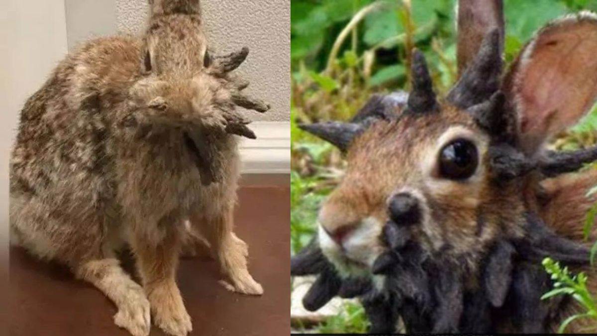 https://www.jagranimages.com/images/newimg/15082025/15_08_2025-zombie_rabbits_24014157.jpg