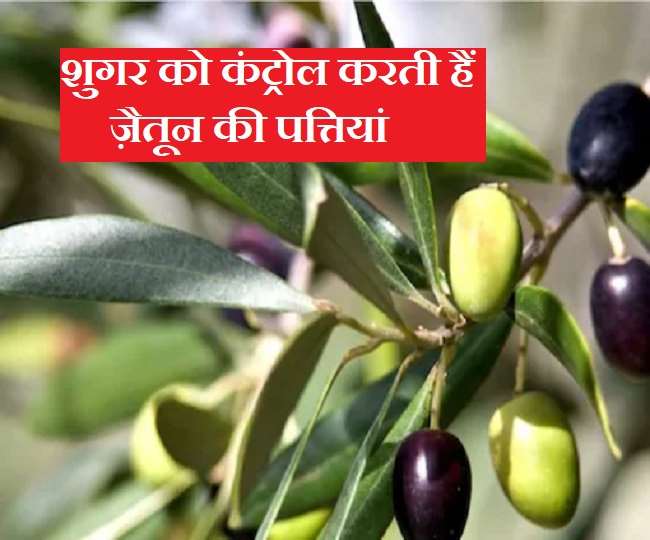 Olive Leaves for Diabetes शुगर का बेहतरीन इलाज है ज़ैतून की पत्तियां